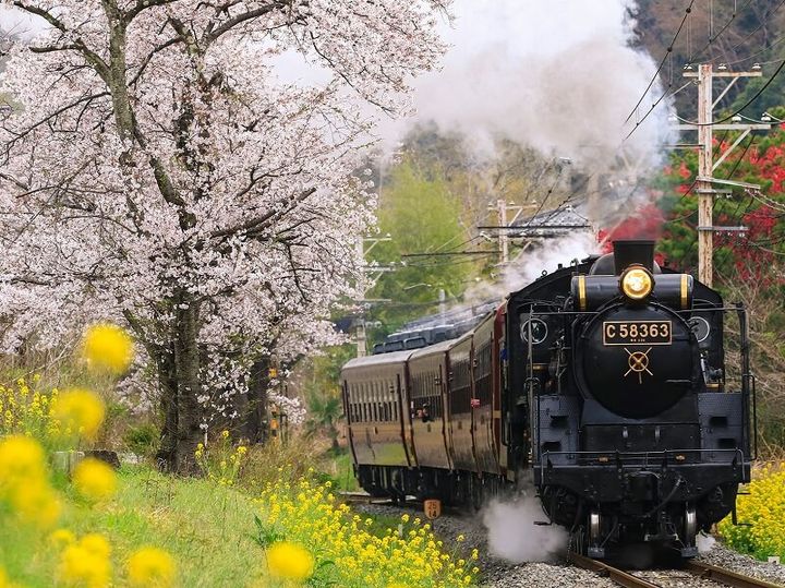 秩父鉄道のSLと桜