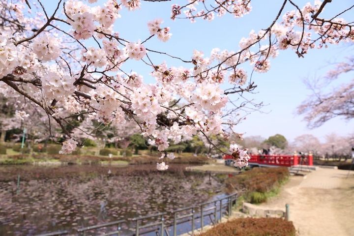 岩槻城址公園の桜と池