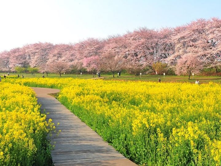 幸手権現堂桜堤と菜の花
