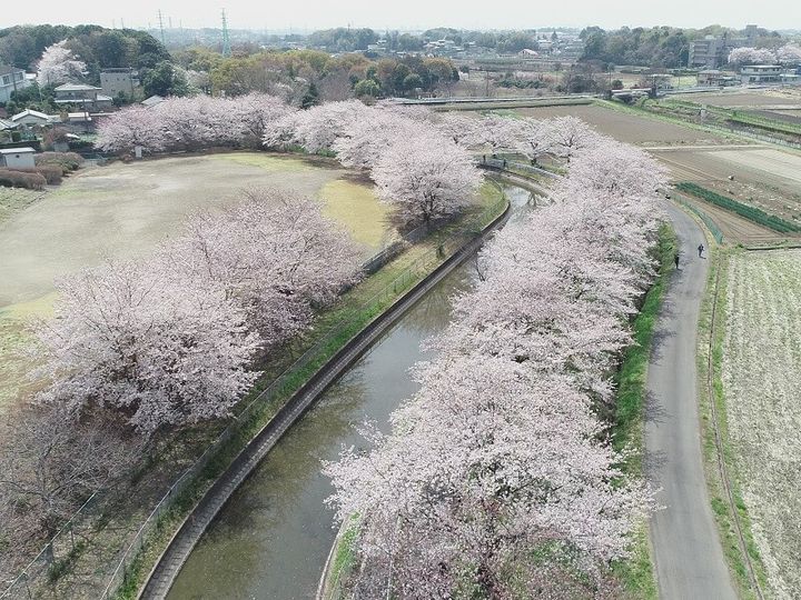 見沼の桜回廊