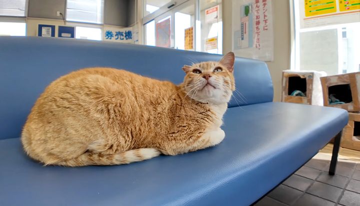 フェリーの待合室にいた猫