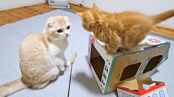 先住猫と子猫の対面
