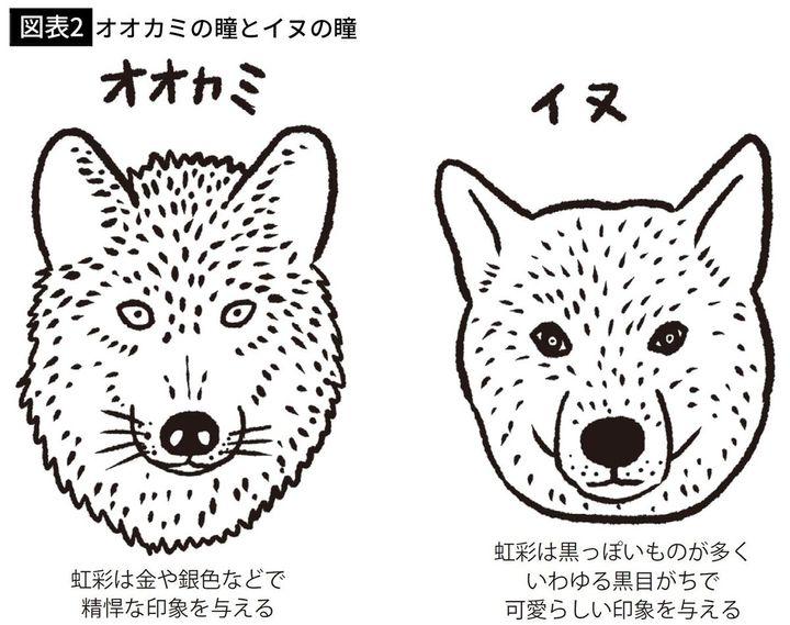 【図表2】オオカミの瞳とイヌの瞳