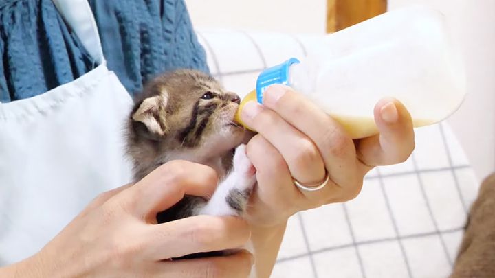 ミルクを飲む子猫