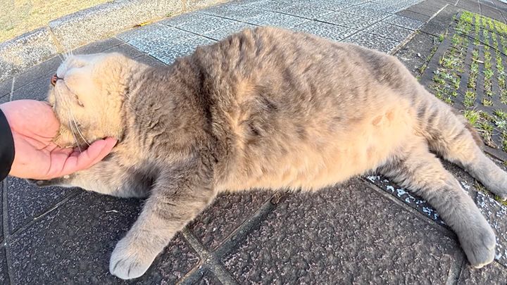 ゴロンとして甘える猫