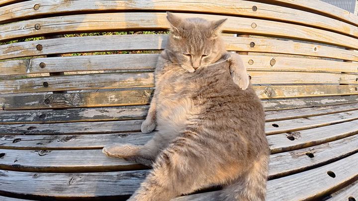 お腹をお手入れする猫