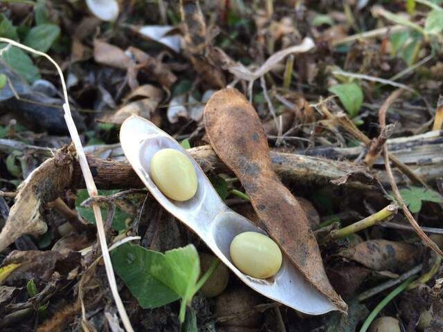 有機栽培さとうしらず