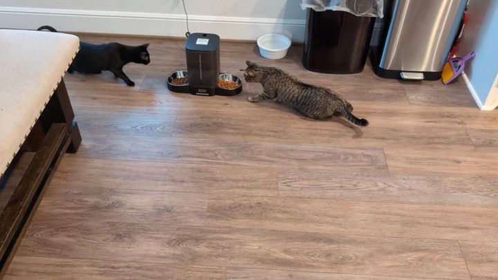 新しきガジェット恐れる2匹の猫、恐怖のあまりカリカリ発破