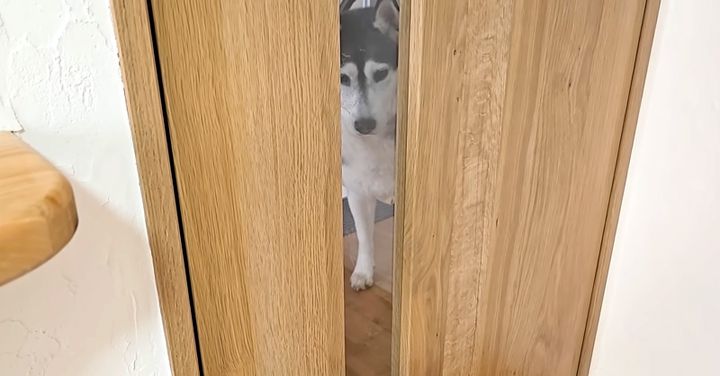 ドアの隙間から見つめる犬