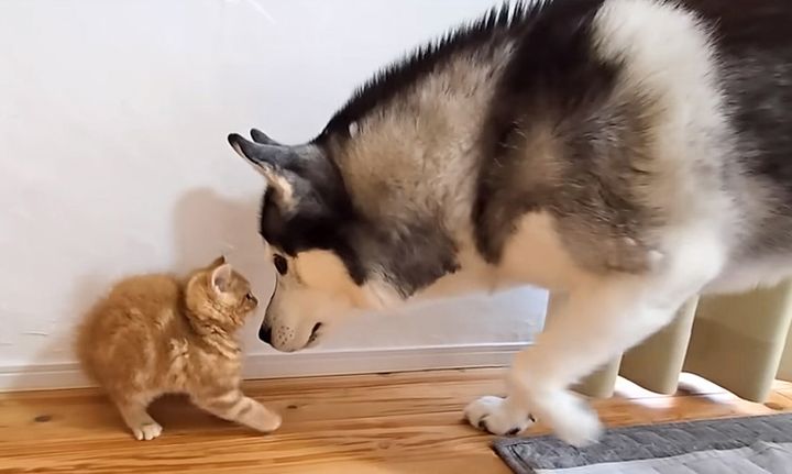 子猫にグイグイ行く犬