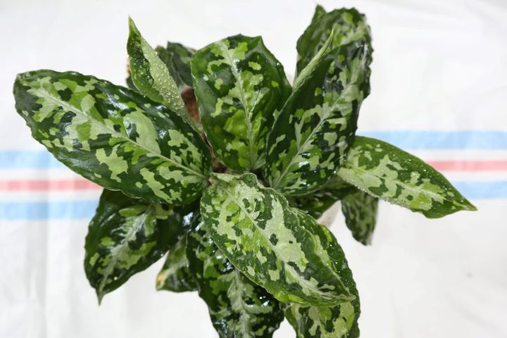 アグラオネマ・ピクタム