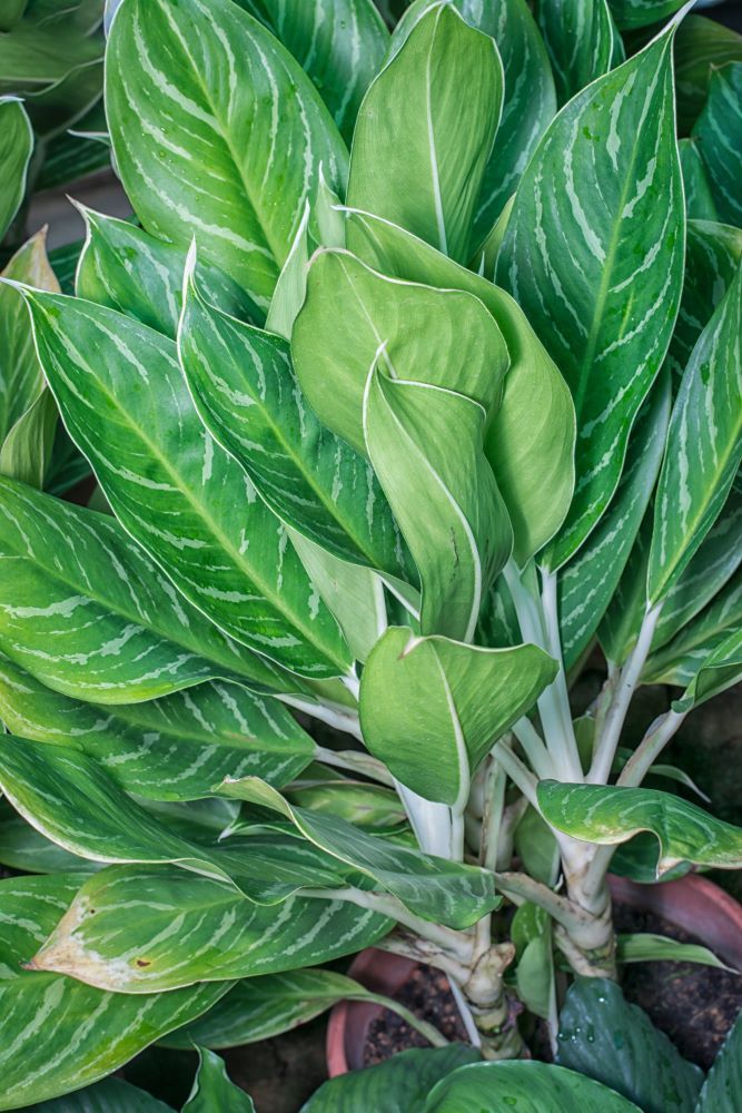 アグラオネマ‘ホワイトステム’