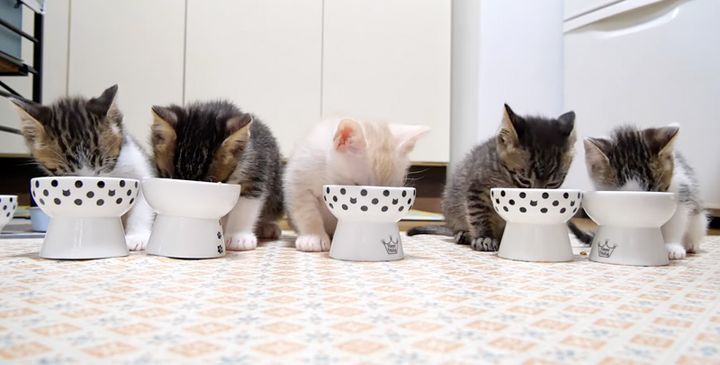 ご飯を食べる子猫達