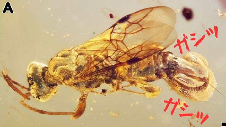 1億年前のハチは「尻」で獲物を捕まえていた