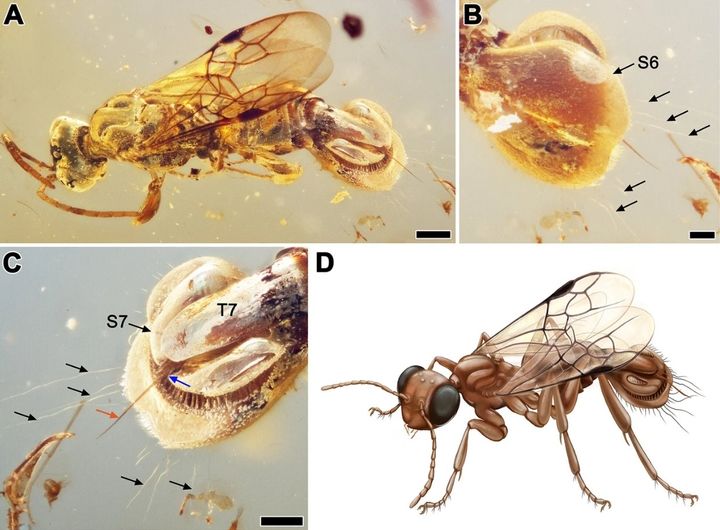 1億年前のハチは「尻」で獲物を捕まえていた