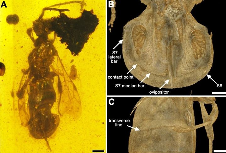 1億年前のハチは「尻」で獲物を捕まえていた