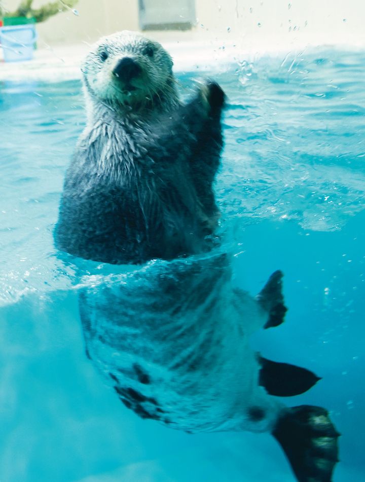 今年の4月に17歳になるキラ（メス）。真っ黒な鼻と長いヒゲが特徴。