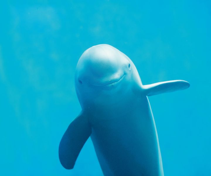 笑っているような顔がかわいいスナメリ。