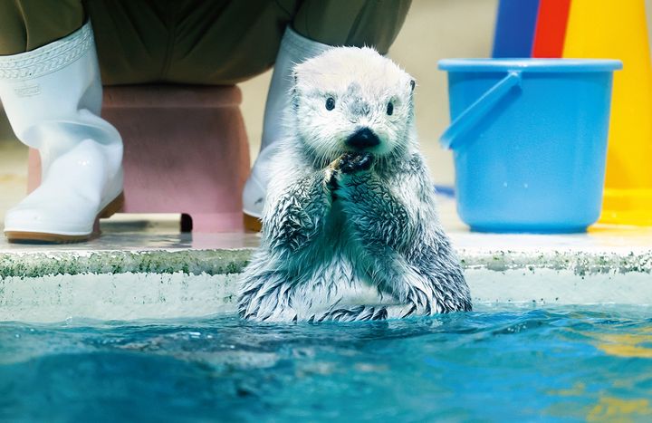 大好きなイカを食べるメイ。