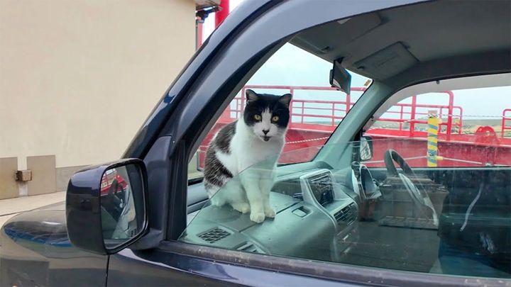 車の中の猫