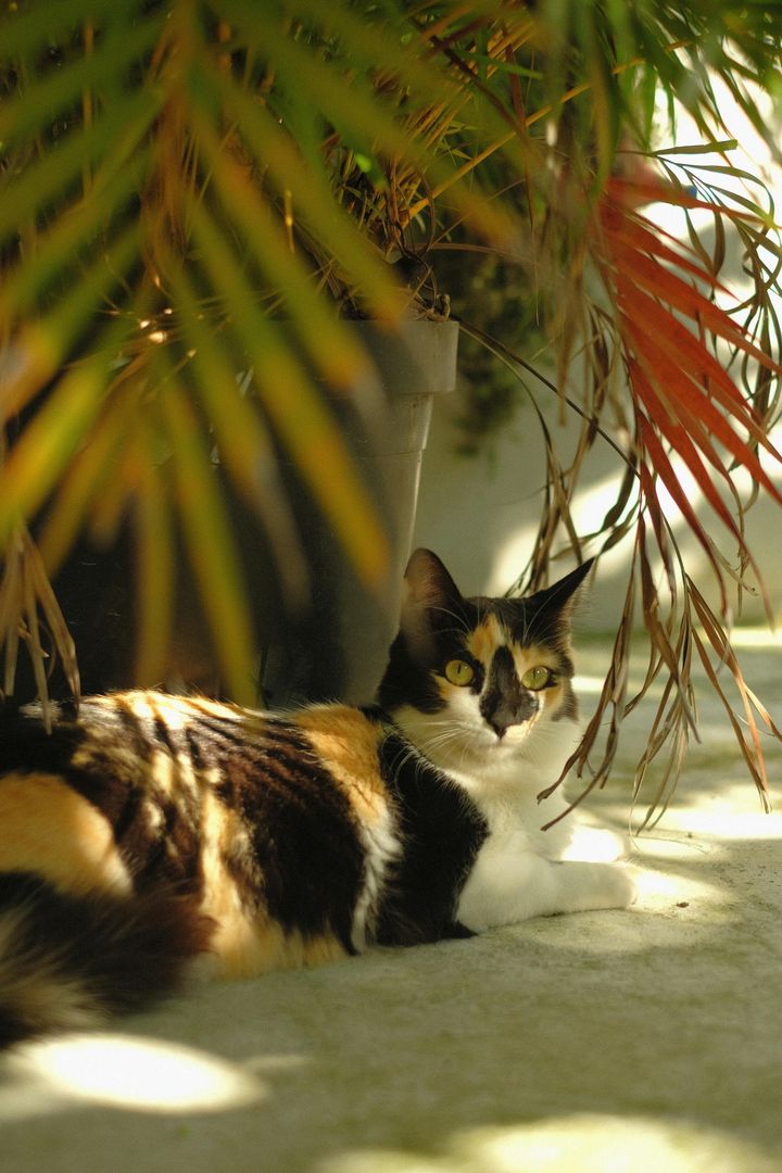 本日の美人猫vol.621