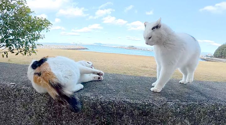 ケンカする猫達