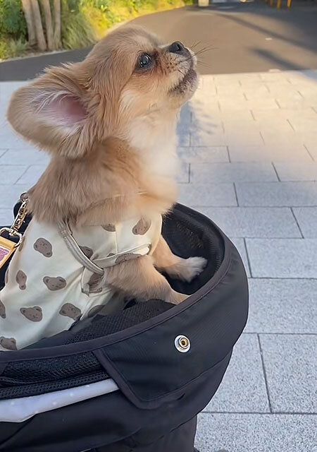 ペギチワ 遠吠え