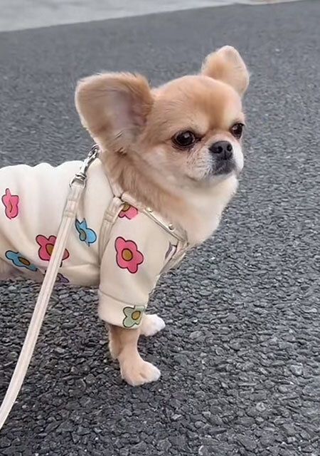 チワワ ミックス犬