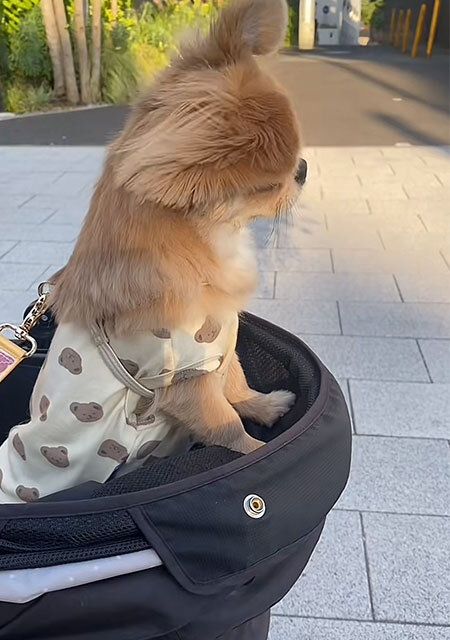 ペギチワ 可愛い