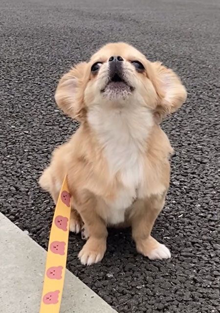 犬 遠吠え ペギチワ