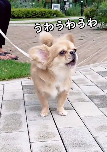 ペギチワ うわうわ犬