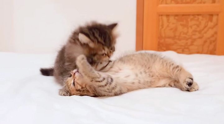 プロレスごっこをする子猫達