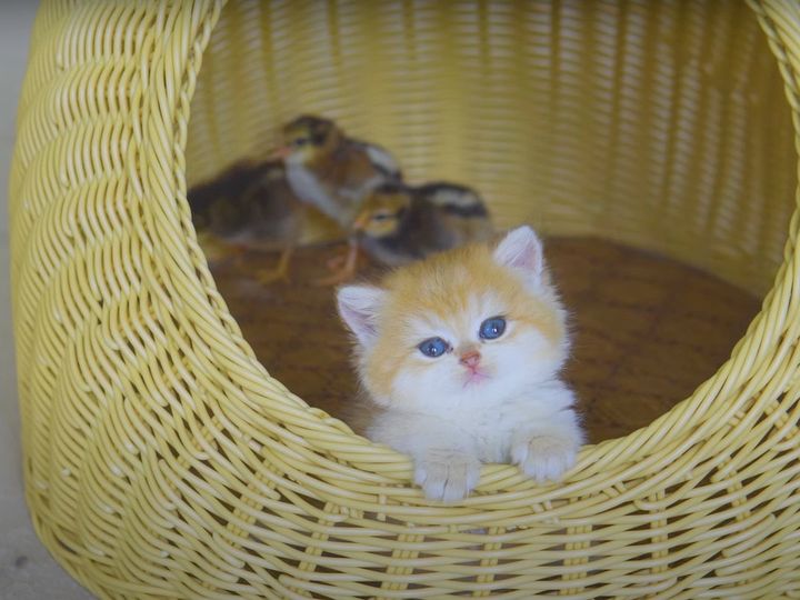 ひよこたちを守る！？