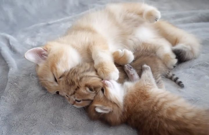 赤ちゃん猫達を可愛がる子猫