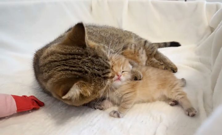 赤ちゃん猫を可愛がる猫