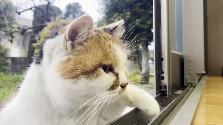 家に入ってくる猫