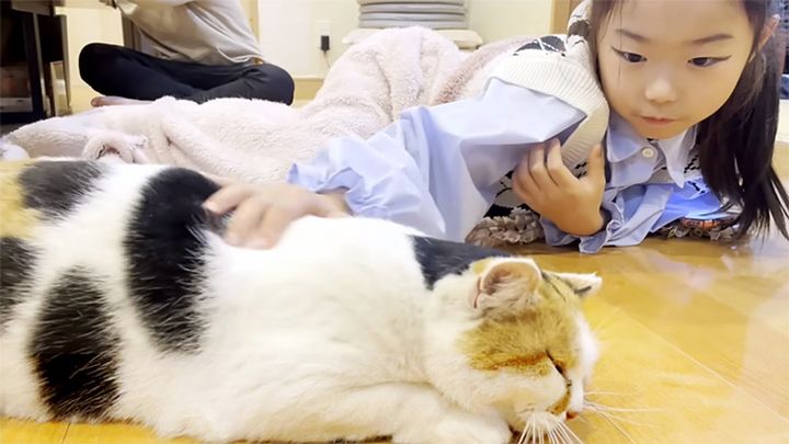 家の中で撫でられる庭猫