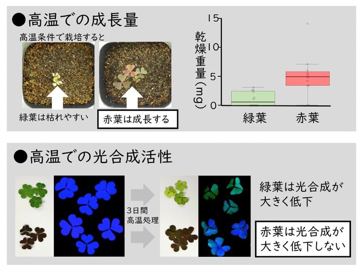 赤葉カタバミは高温環境でよく育つ