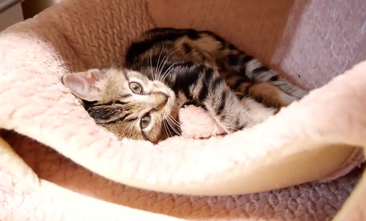 まったりくつろぐ子猫