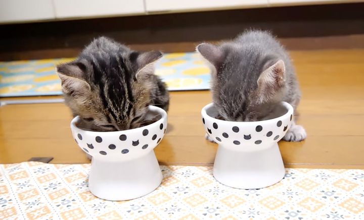 ご飯を食べる子猫達