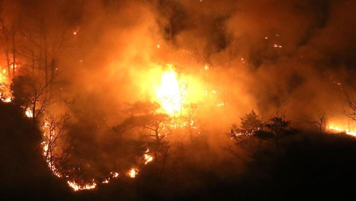 28人死亡の韓国・山火事…なぜ寄付しないと批判された年俸19億円のスター選手、最高額を寄付してた