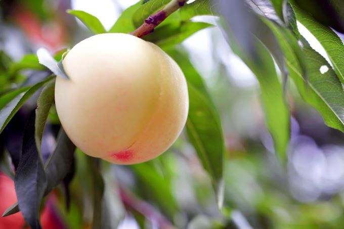 岡山県の商品ベスト5