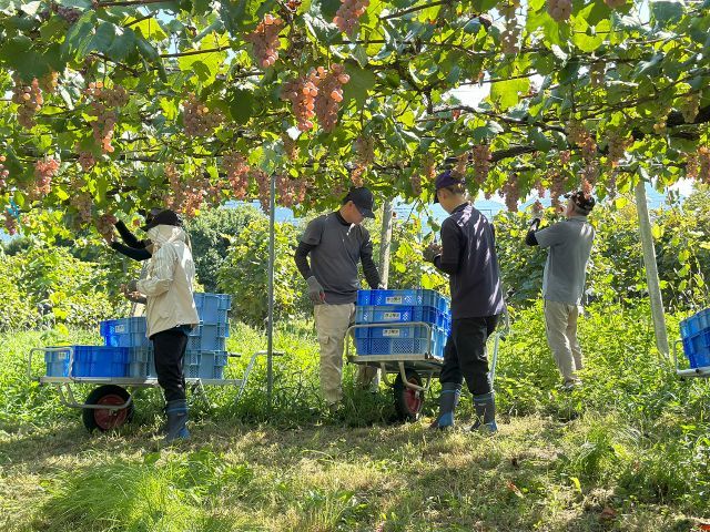 甲州収穫の様子