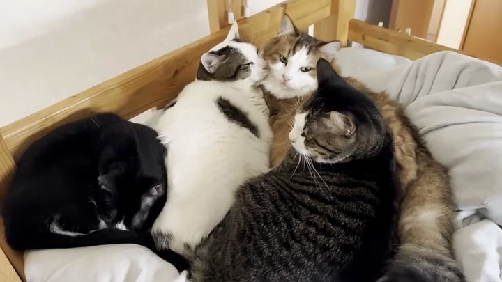 団子状態の猫達
