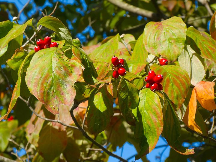 ハナミズキの実