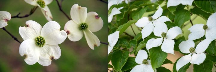 ハナミズキとヤマボウシ