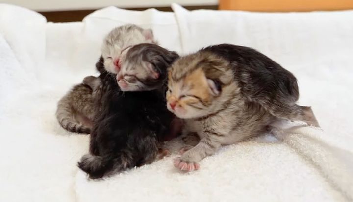 まったり過ごす子猫達