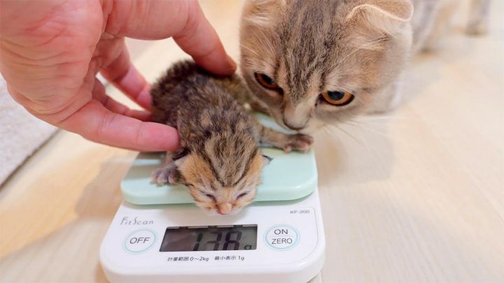 子猫を連れ戻す母猫