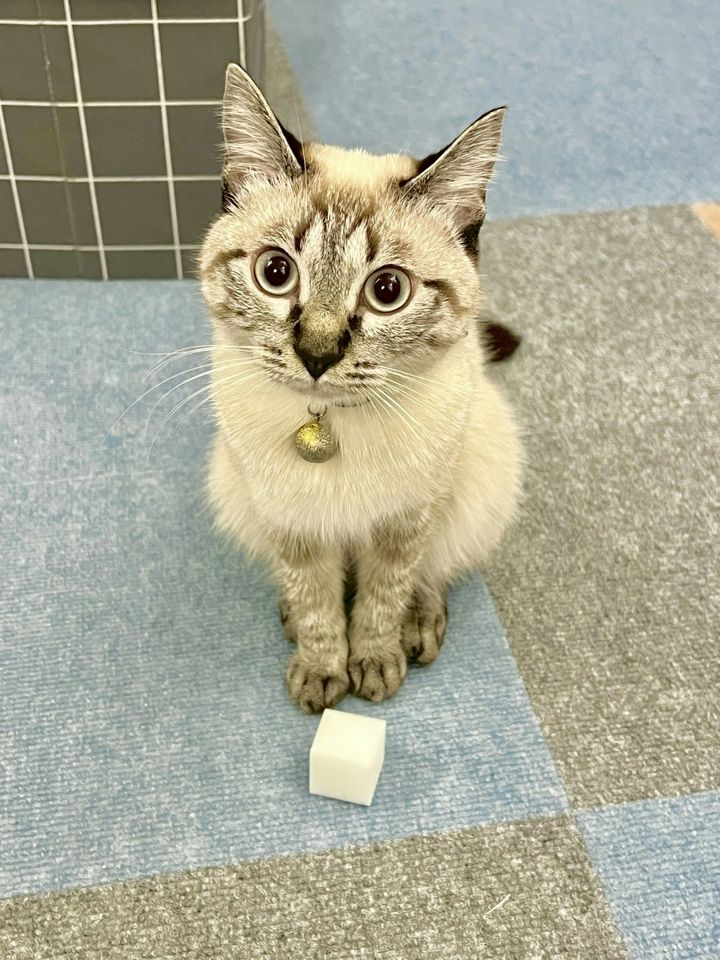 猫を愛でる近代 « 名古屋大学出版会