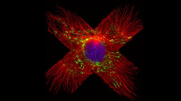 計算する宇宙、そして生命